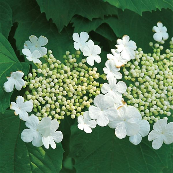 Compact European Cranberrybush Viburnum