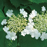 Compact European Cranberrybush Viburnum