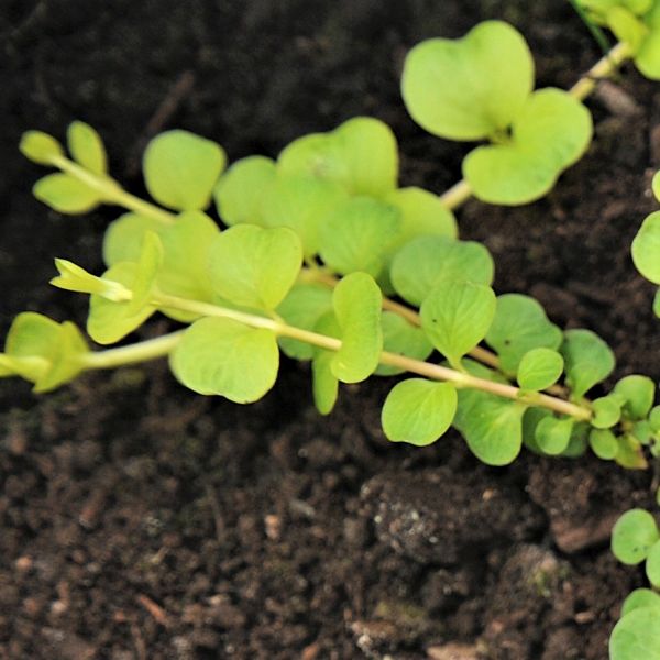 Golden Creeping Jenny