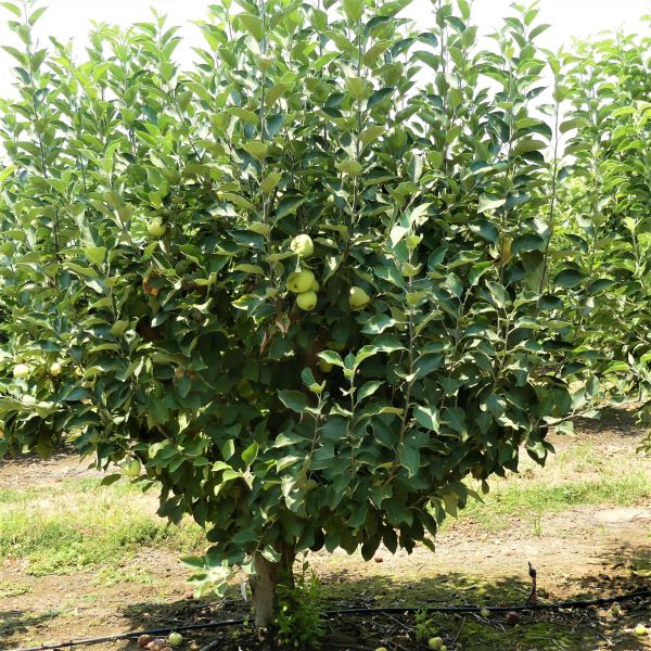 Yellow Transparent Apple Trees | Buy at NatureHills.com