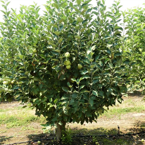 Yellow Transparent Apple Trees