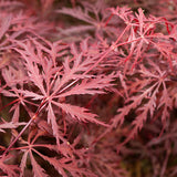 Crimson Queen Japanese Maple