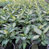 Dieffenbachia