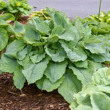 Shadowland&trade; Diamond Lake Hosta