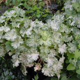 Snow Angel Coral Bells