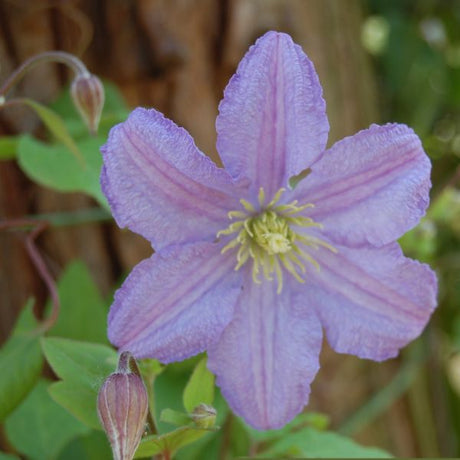 Prince Charles Clematis