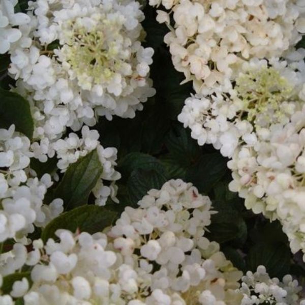 Silver Dollar Panicle Hydrangea