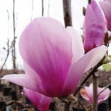 Alexandrina Saucer Magnolia