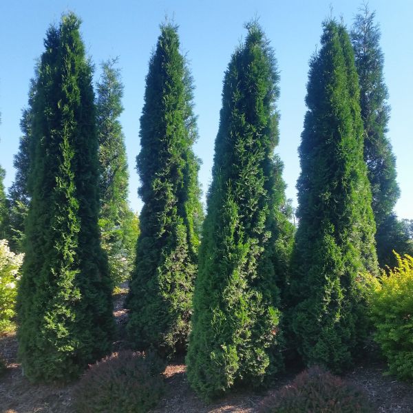 North Pole&reg; Arborvitae