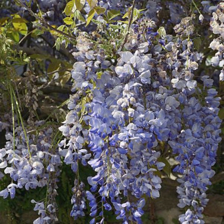 Blue Chinese Wisteria Vine