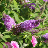 Buzz&trade; Lavender Butterfly Bush