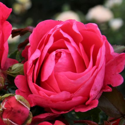 Fiji&trade; Eleganza&reg; Rose