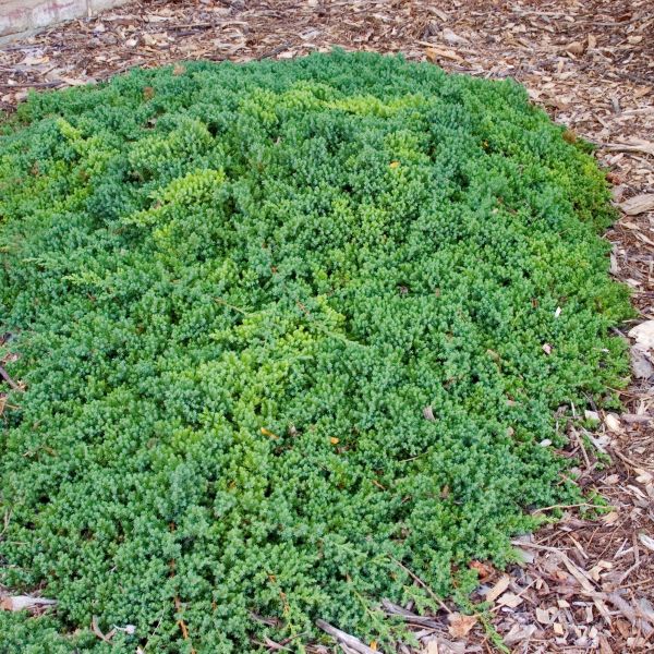 Green Mound Japgarden Juniper