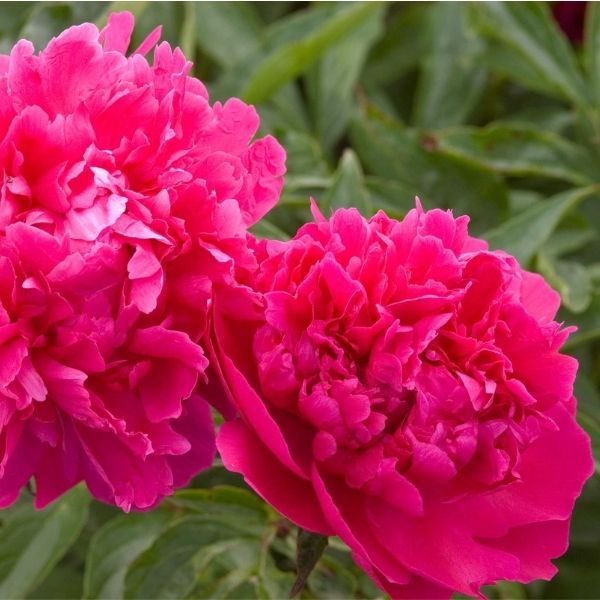 Felix Supreme Peony