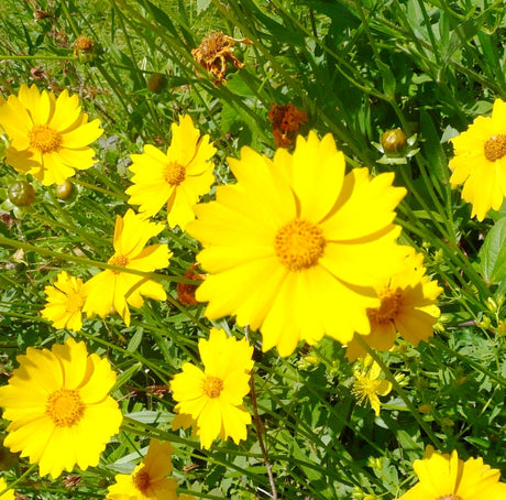 Lanceleaf Coreopsis