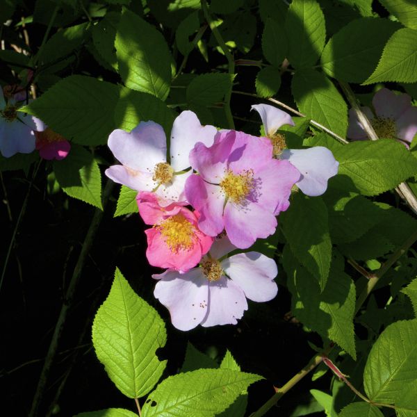 Climbing Prairie Rose