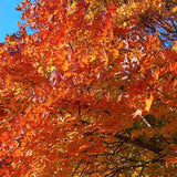 Legacy&reg; Sugar Maple