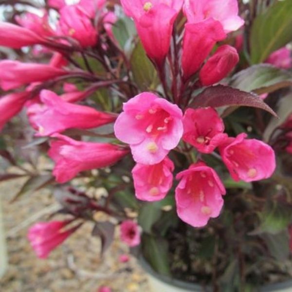 Dark Horse Weigela