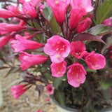 Dark Horse Weigela