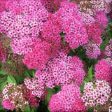 Neon Flash Spirea