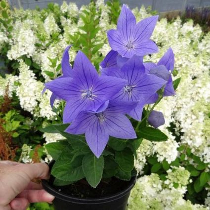 Sentimental Blue Balloon Flower