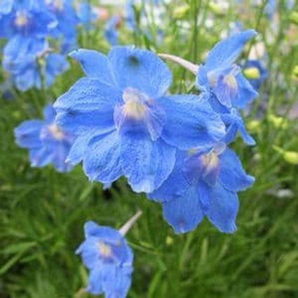 Delphinium Blue Butterfly