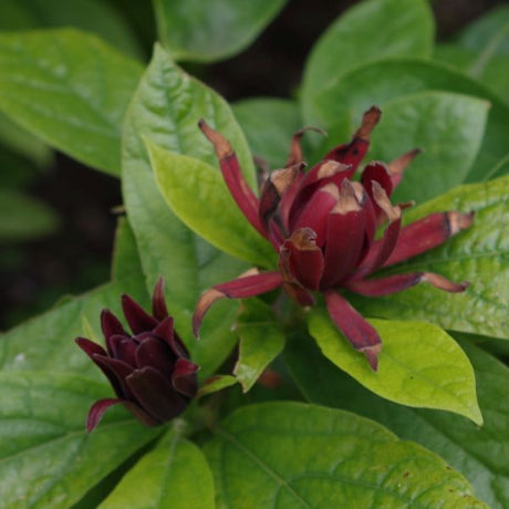 Sweetshrub