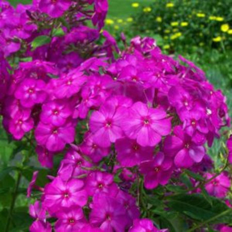 Phlox Junior Dream