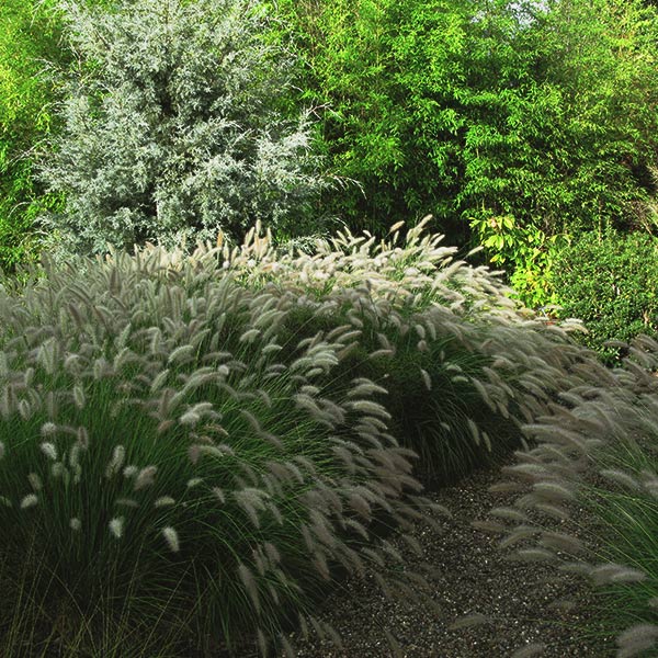 Cassian Dwarf Fountain Grass