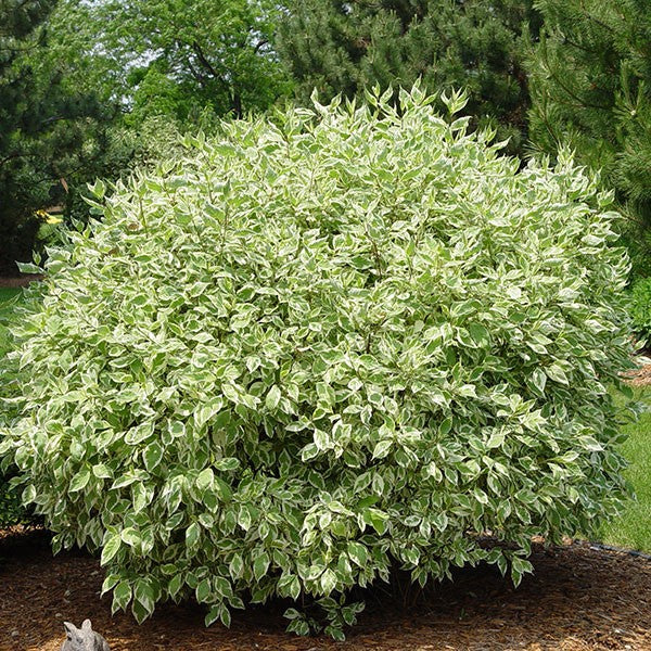 Ivory Halo Dogwood