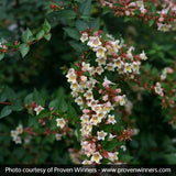 Sunny Anniversary&reg; Abelia