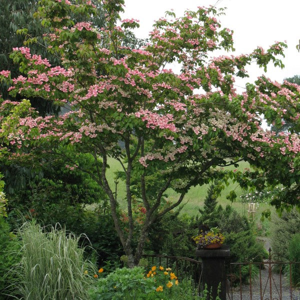 Satomi Dogwood Trees | Buy Online at Nature Hills Nursery Satomi Dogwood Trees | Buy Online at Nature Hills Nursery