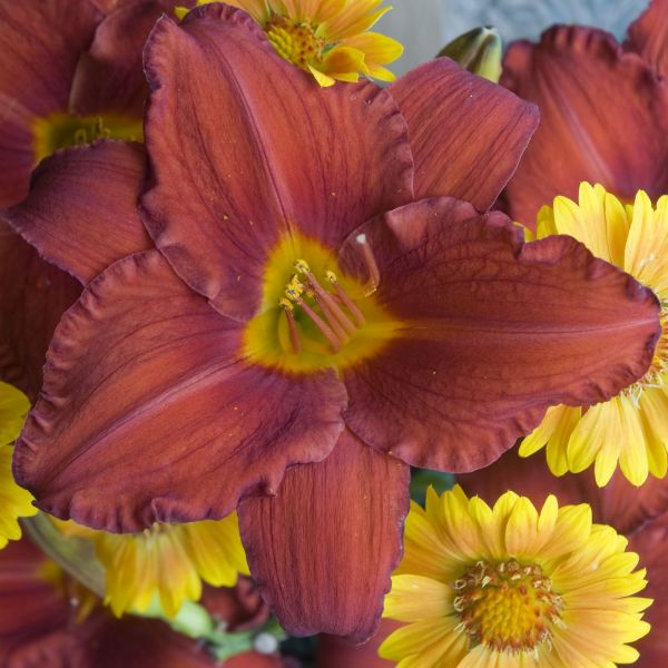 Chicago Apache Daylily