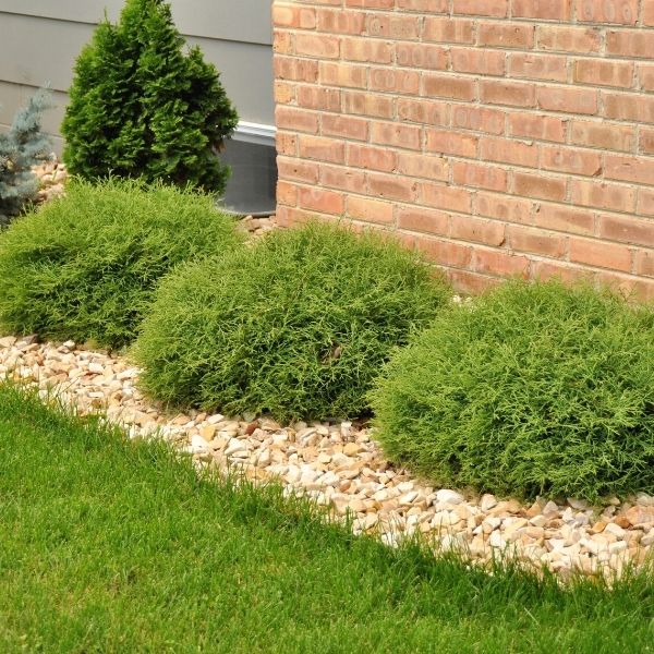 Mr. Bowling Ball Arborvitae: Round Dwarf | Nature Hills