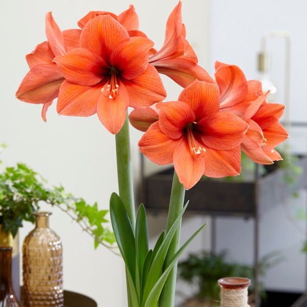 Desire Amaryllis