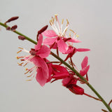 Gaura Siskiyou Pink