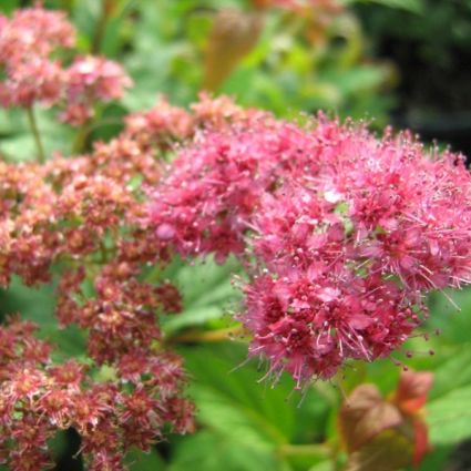 Froebelii Spirea