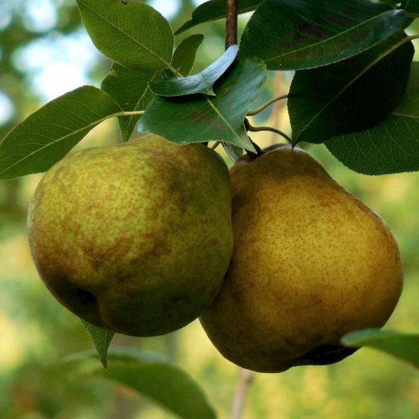 Warren Pear Tree