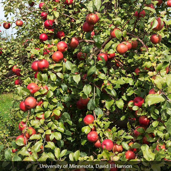 Haralson Apple Tree