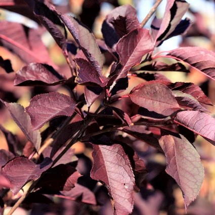 Canada Red Select Cherry Tree