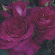 Intrigue Rose