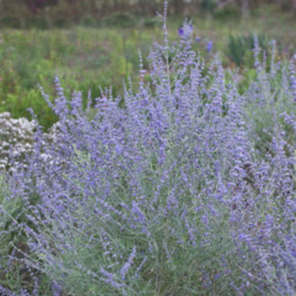 Peek-a-Blue Russian Sage