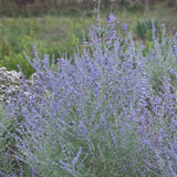 Peek-a-Blue Russian Sage