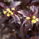 Firefly&trade; Nightglow&trade; Bush Honeysuckle