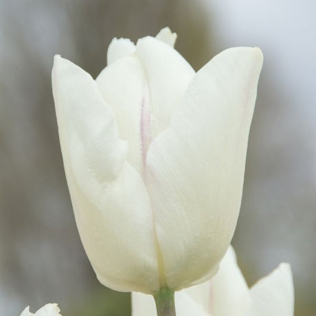 White Prince Tulip