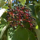 Audubon&reg; Native Pagoda Dogwood