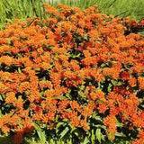 Butterfly Weed Plant