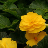 Nonstop Mocca Yellow Begonia