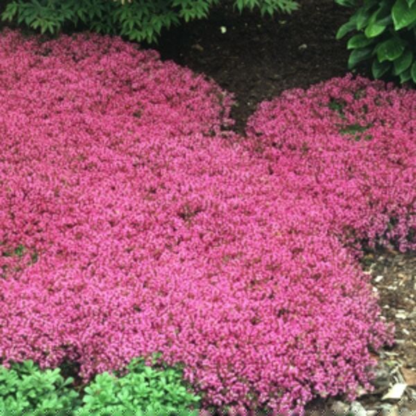 Creeping Thyme