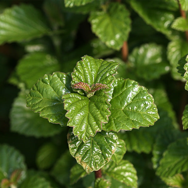 All That Glows&reg; Arrowwood Viburnum